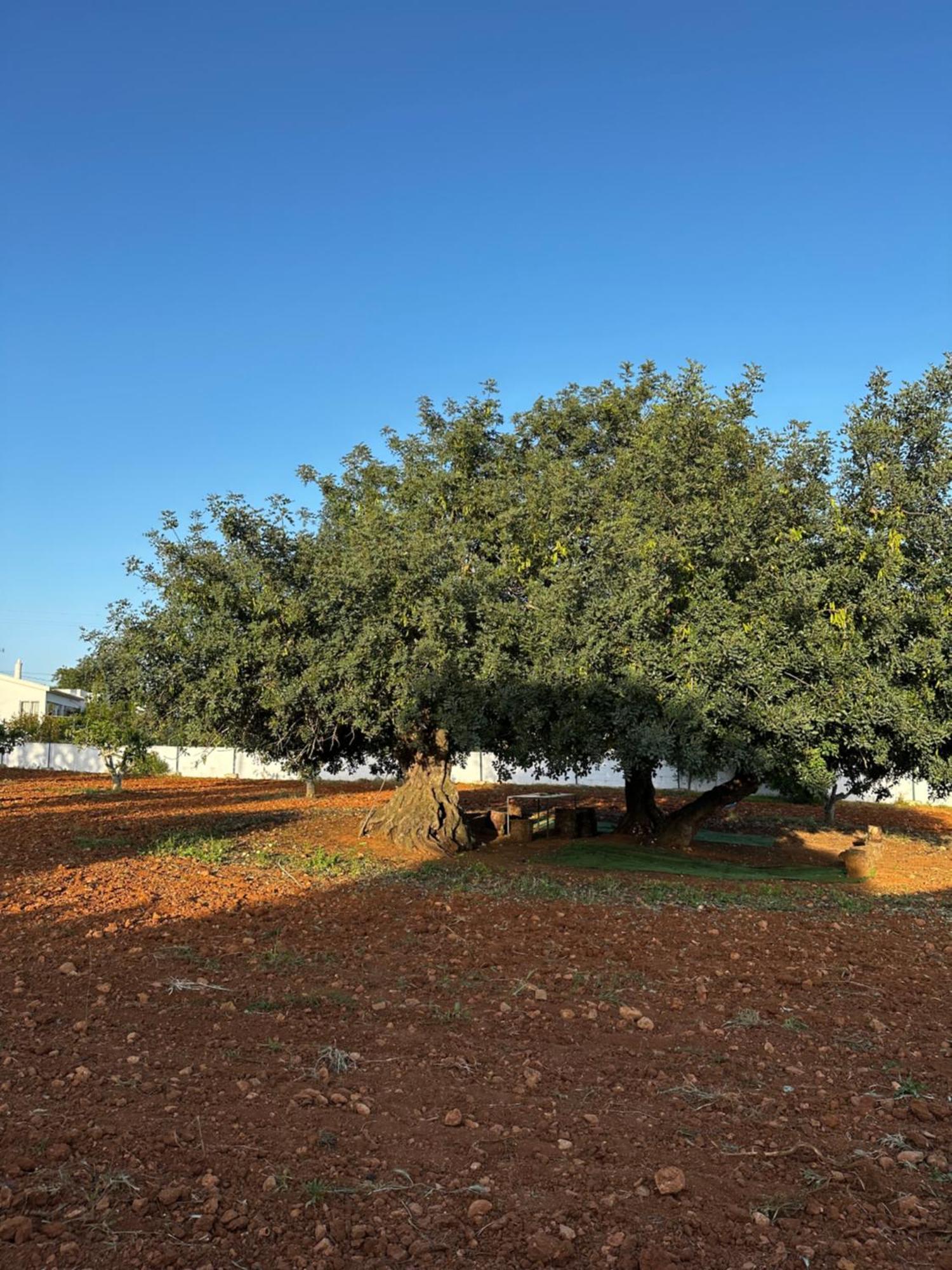 Solar Dos Avós Villa Guia  Dış mekan fotoğraf