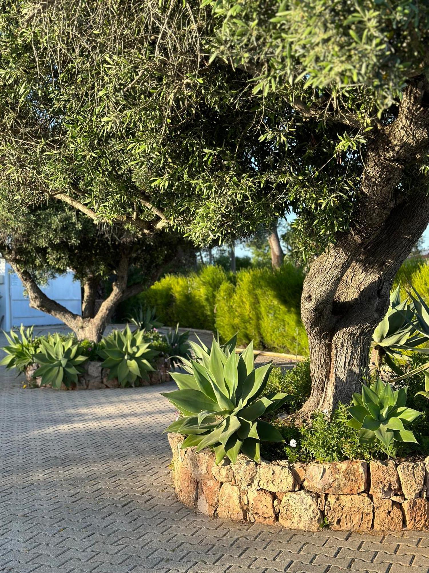 Solar Dos Avós Villa Guia  Dış mekan fotoğraf